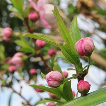 Photo, prunus persica var. densa (chinese variety of peach), siberian cherry (prunus sibirica), flower, 