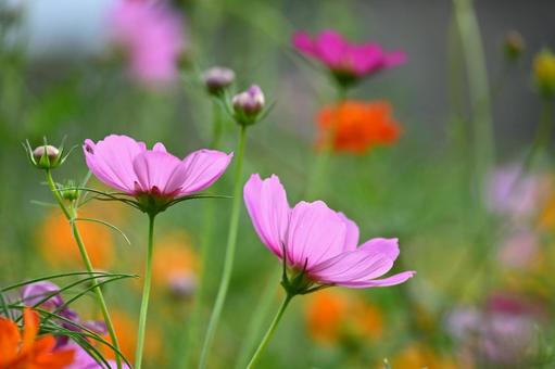 コスモス コスモス,秋桜,花の写真素材
