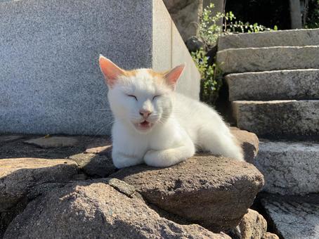 昼寝中のネコ 昼寝中のネコ のらねこ,動物,箱座りの写真素材