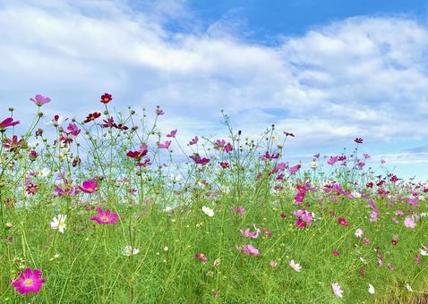 青空とコスモス7 青空とコスモス7 コスモス,秋桜,ピンクの写真素材