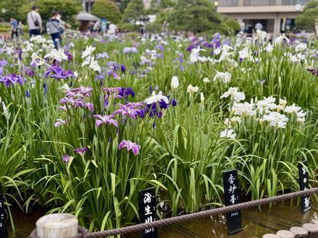 堀切菖蒲園　曇り空の下咲き誇る花菖蒲 癒し,壁紙,花畑の写真素材