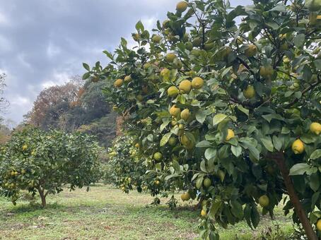 レモン畑 レモンの木,レモン畑,瀬戸内レモンの写真素材