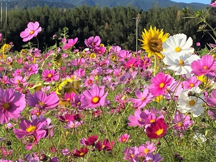 風に舞うコスモス コスモス,ピンク,ワインレッドの写真素材
