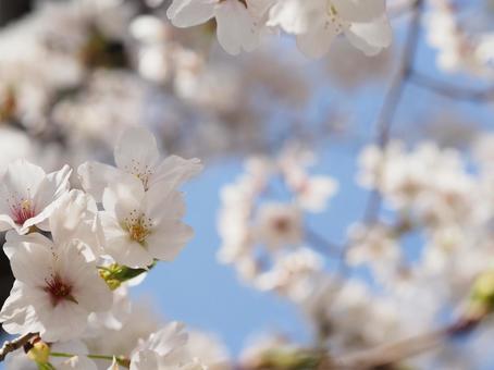 満開の桜の花と青空 満開の桜の花と青空の写真