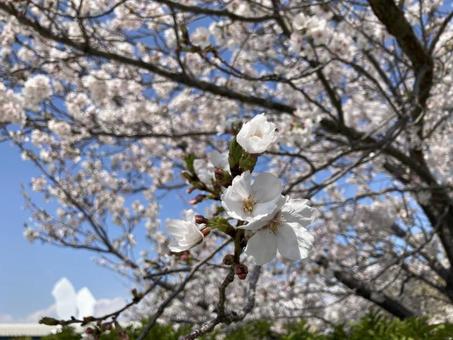 青空と桜03 青空と桜03の写真