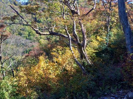 秋の山肌と存在感ある古木 秋の山肌と存在感ある古木 秋,紅葉,黄葉の写真素材