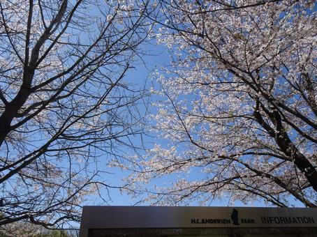 Photo, april, cherry blossoms, petal, 