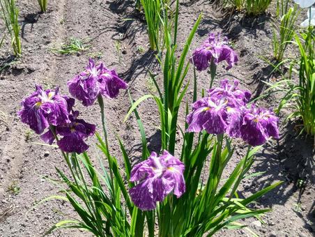 Iris at Iwamizawa City's Iris Park, JPG
