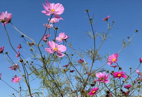 秋空に揺れるコスモス コスモス,秋の花,秋桜の写真素材
