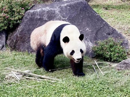 パンダ パンダ パンダ,ジャイアントパンダ,大熊猫の写真素材