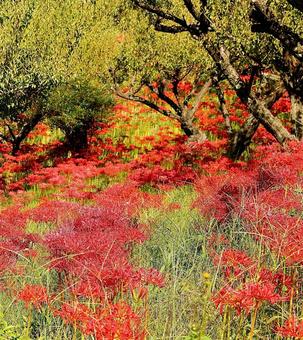 嶺岳寺の彼岸花7 嶺岳寺の彼岸花7の写真