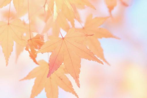 水彩調柔らかソフトなオレンジ色紅葉アップ 水彩調柔らかソフトなオレンジ色紅葉アップの写真