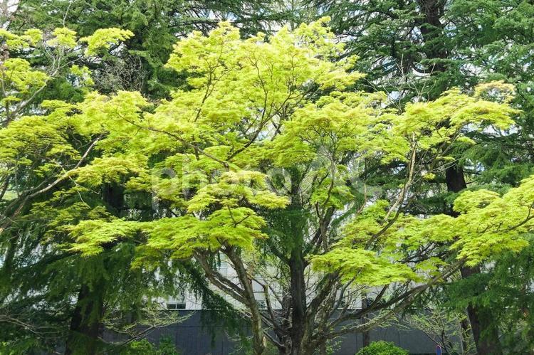 都市公園の新緑⑴ 新緑,緑,輝きの写真素材