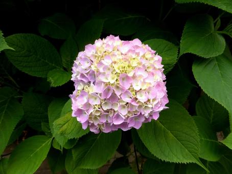 住宅地の花壇に咲く淡いピンクのアジサイ 住宅地の花壇に咲く淡いピンクのアジサイ アジサイ,花,植物の写真素材