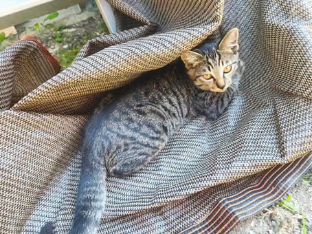 子猫かくれんぼ中 子猫かくれんぼ中 キジトラ,保護猫,子猫の写真素材