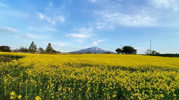 岩木山麓と菜の花畑 岩木山麓と菜の花畑の写真