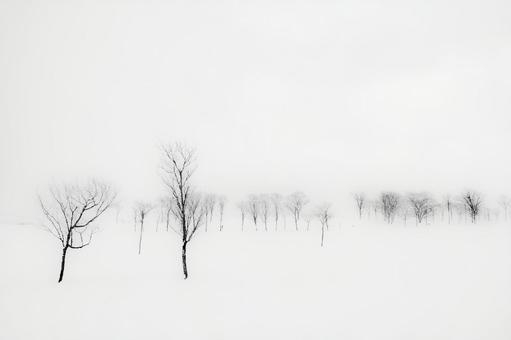 清澄な雪霧に包まれた、静寂の雪原と木々 雪化粧,木立,雪原の写真素材
