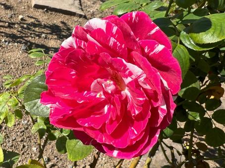 花 花 花,アンリ・マティス,自然の写真素材
