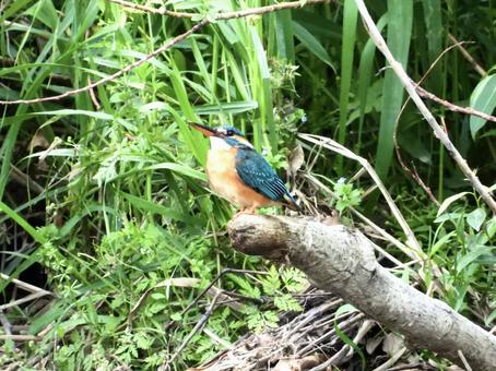 枝の上に立つカワセミ 枝の上に立つカワセミ 鳥,野鳥,カワセミの写真素材