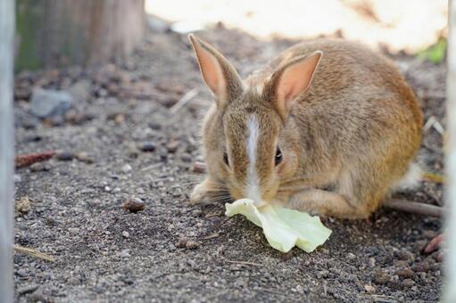 大久野島　野ウサギ696 うさぎ,ウサギ,動物の写真素材