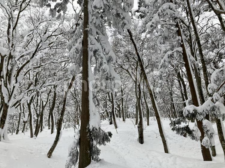 大山　霧氷8 大山,雪山,登山の写真素材