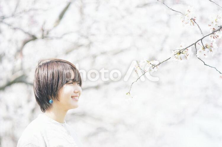 桜の木のそばで佇む女の子 さくら,サクラ,sakuraの写真素材