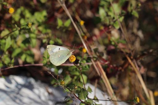 黄色の花に止まるモンキチョウ3 チョウ,花,接写の写真素材