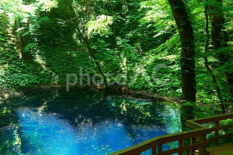 白神山地の青池。深浦、青森。６月上旬。 青池,十二湖,白神山地の写真素材