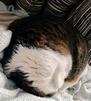 丸くなる猫 ペット,ねこ,猫の写真素材