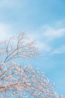 さくらと青い空 さくらと青い空の写真