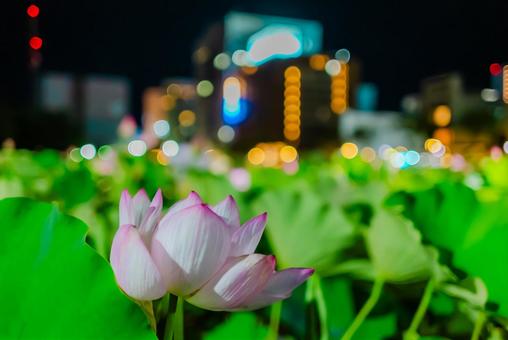 【秋田】夜の千秋公園 蓮の花 2025 【秋田】夜の千秋公園 蓮の花 2025の写真