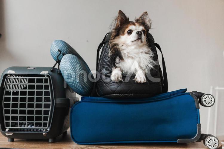 遠くを見る犬とキャリーバッグとゲージ 犬,チワワ,小型犬の写真素材