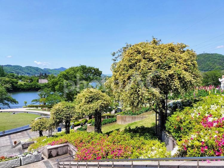 津久井湖城山公園水の苑地モッコウバラ並木 モッコウバラ,木香薔薇,木香茨の写真素材