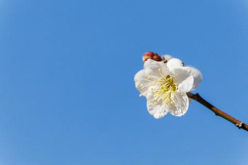 青空に映える白梅の花 梅,迎春,梅の花の写真素材