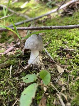 苔ときのこ 苔ときのこの写真