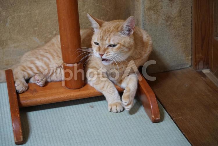 ダイ（洋服掛けの台座にもたれる） ねこ,茶トラ,ペットの写真素材