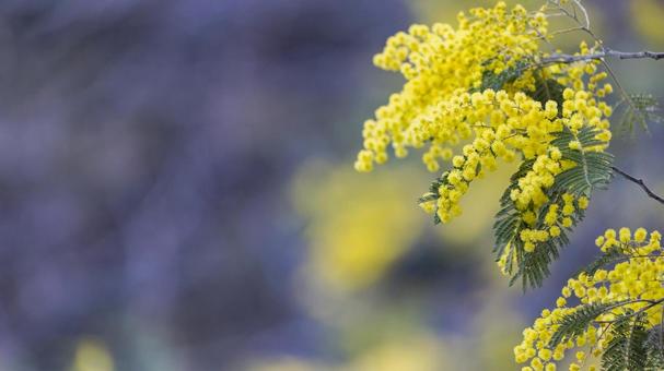 可憐なミモザのクローズアップ｜16:9 ミモザ,花,春の写真素材