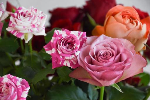 カラフルな薔薇 カラフルな薔薇の写真