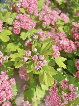 ピンクの小花 ピンクの小花の写真