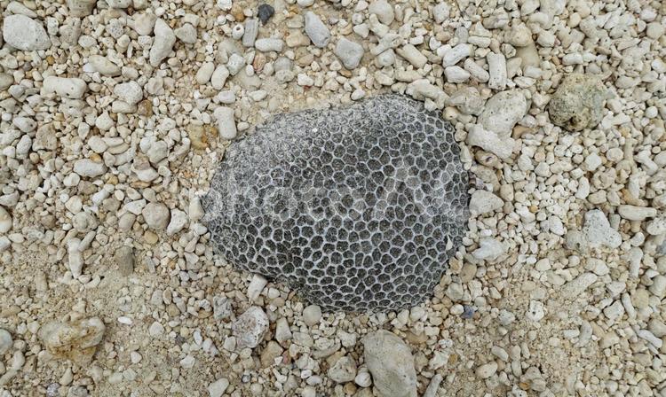 砂浜no黒い珊瑚の化石 化石珊瑚,珊瑚,化石の写真素材