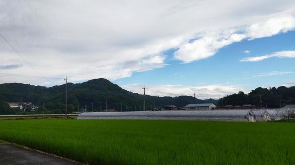 水田とビニールハウスの写真