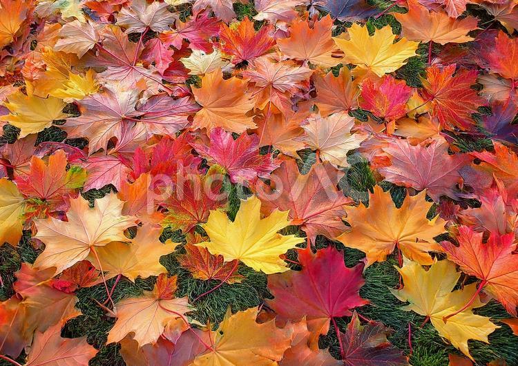 カエデの葉っぱの絨毯 カエデ,もみじ,秋の写真素材
