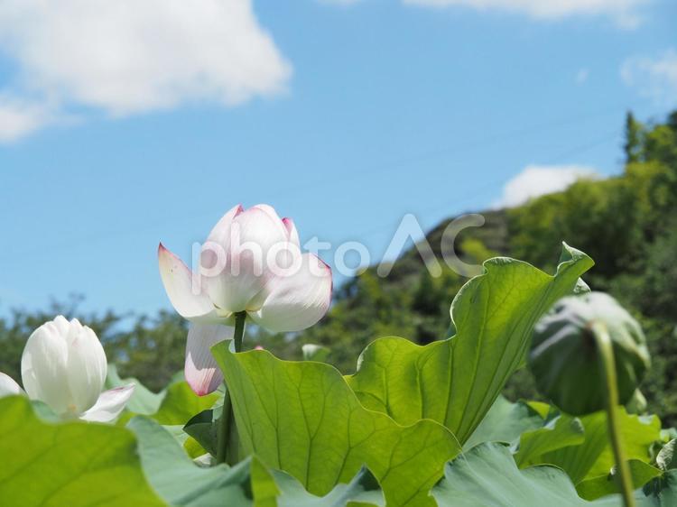 蓮の花 蓮の花,ハス,夏の花の写真素材