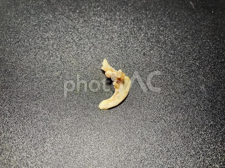 コイ　咽頭歯(左側) 骨,魚骨,骨格標本の写真素材