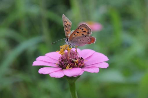 ピンクの花に止まったベニシジミ ピンクの花に止まったベニシジミの写真