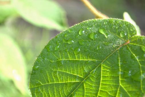 水滴が付いた葉 水滴が付いた葉 葉,水滴,雫の写真素材