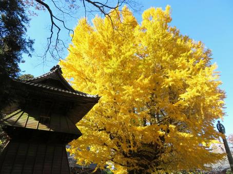 行方市西蓮寺大イチョウ 西蓮寺,大イチョウ,黄葉の写真素材