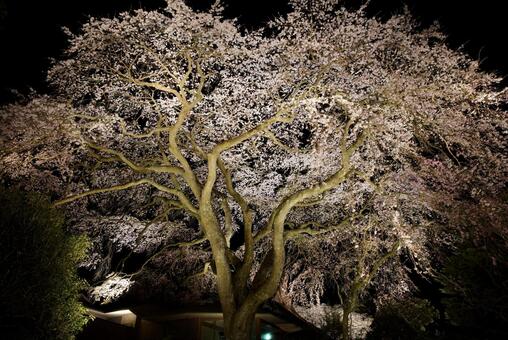 桜のライトアップ 桜のライトアップの写真