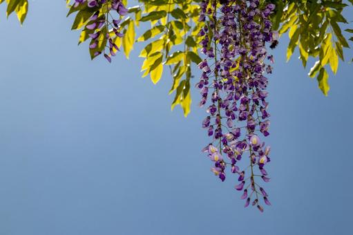 青空に映える藤の花 青空に映える藤の花 藤,春,フジの写真素材