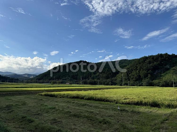 実りの秋　ひとめぼれの稲刈り前の田園風景 稲刈り前,稲,成熟の写真素材